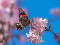 A butterfly (Admiral) feeds on nectar from the flowers of a winter snowball (Viburnum ×bodnantense), in spring, Bavaria, Germany [IBR125030497]