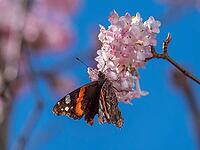 A butterfly (Admiral) feeds on nectar from the flowers of a winter snowball (Viburnum ×bodnantense), in spring, Bavaria, Germany [IBR125030498]
