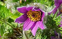 Pasque flower (Pulsatilla vulgaris), in bloom, flower [IBR125030499]
