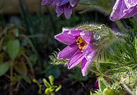 Pasque flower (Pulsatilla vulgaris), in bloom, flower [IBR125030500]