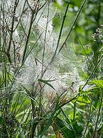 Caterpillars in a web, web moths, bud moths (Yponomeutidae) [IBR125030512]