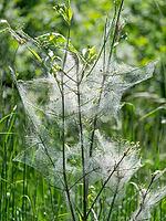 Caterpillars in a web, web moths, bud moths (Yponomeutidae) [IBR125030513]