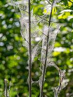 Caterpillars in a web, web moths, bud moths (Yponomeutidae) [IBR125030514]