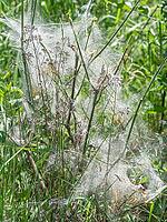 Caterpillars in a web, web moths, bud moths (Yponomeutidae) [IBR125030516]