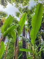 Banana plants and palm trees, Meran, South Tyrol, Italy [IBR125030525]