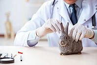 Vet doctor checking up rabbit in his clinic [IBR125062173]