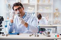 Professor studying human skeleton in lab [IBR125062256]