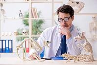 Funny crazy professor studying animal skeletons [IBR125094364]