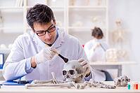 Professor studying human skeleton in lab [IBR125094382]