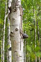 Tinder fungus (Fomes fomentarius) on a broken birch trunk, tree fungus, close-up, Müritz National Park, Mecklenburg Lake District, Mecklenburg-Western Pomerania, Germany [IBR125163329]
