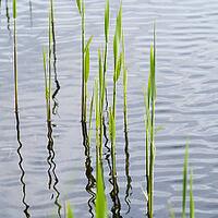 Reeds in water, close-up, Müritz National Park, Mecklenburg Lake District, Mecklenburg-Western Pomerania, Germany [IBR125163330]