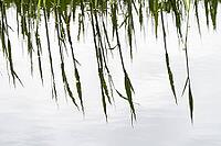 Blades of grass on the Bolter Canal, reflection, close-up, Müritz National Park, Mecklenburg Lake District, Mecklenburg-Western Pomerania, Germany [IBR125163331]