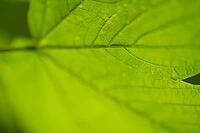 Germany, Mecklenburg-Western Pomerania, Mecklenburg Lake District, Müritz National Park, mountain maple leaf, Acer pseudoplatanus, selective sharpness [IBR125163332]
