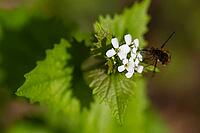 Flowering garlic mustard (Alliaria petiolata) with an insect, close-up, Müritz National Park, Mecklenburg Lake District, Mecklenburg-Western Pomerania, Germany [IBR125163333]