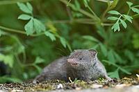 Common shrew (Crocidura russula) in a green, natural setting against a blurred background, Hesse, Germany [IBR125163352]