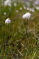 White cottongrass (Eriophorum scheuchzeri) at the mountain lake Lago Campaccio, Valdisotto, Sondrio, Italy [IBR125163391]
