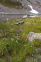 White cottongrass (Eriophorum scheuchzeri) at the mountain lake Lago Campaccio, Valdisotto, Sondrio, Italy [IBR125163406]
