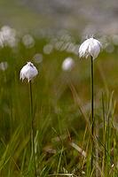 White cottongrass (Eriophorum scheuchzeri) at the mountain lake Lago Campaccio, Valdisotto, Sondrio, Italy [IBR125163407]
