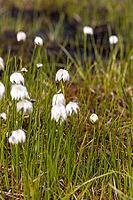 White cottongrass (Eriophorum scheuchzeri) at the mountain lake Lago Campaccio, Valdisotto, Sondrio, Italy [IBR125163408]