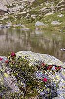 Lake Campaccio with alpine roses (Rhododendron ferrugineum), mountain lake, Valdisotto, Sondrio, Italy [IBR125163410]