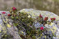 Lake Campaccio with alpine roses (Rhododendron ferrugineum), mountain lake, Valdisotto, Sondrio, Italy [IBR125163412]
