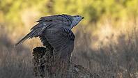 Hawk coats to protect its prey [IBR125164142]