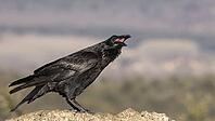 Calling raven, calling raven [IBR125164143]