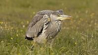 Grey heron [IBR125164144]