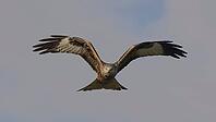 Red kite flying, red kite flying [IBR125164145]