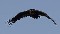 Black vulture flying, flying black vulture [IBR125164146]