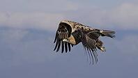 Spanish imperial eagle in flight, young [IBR125164147]