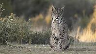 Sitting European lynx [IBR125164149]