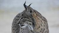 Portrait of the Iberian Lynx [IBR125164150]