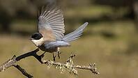 Departing blue magpie [IBR125164151]