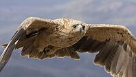 Spanish imperial eagle in flight, young [IBR125164152]