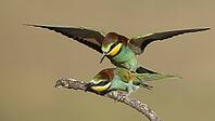Bee-eaters mating/Bee-eaters mating [IBR125164154]