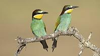 A pair of bee-eaters on the edge of the breeding colony [IBR125164156]