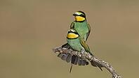 Mating of bee-eaters//bee-eaters during mating [IBR125164157]