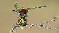 Mating of bee-eaters//bee-eaters during mating [IBR125164158]