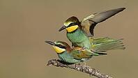 Bee-eaters mating/Bee-eaters mating [IBR125164159]