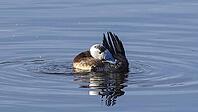 White-headed rowing duck [IBR125164160]