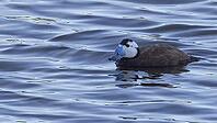 White-headed rowing duck [IBR125164162]