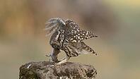 Little owl with mouse [IBR125164164]