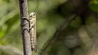 Egyptian migratory locust [IBR125164170]