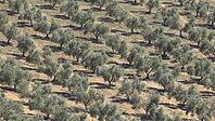 Olive grove [IBR125164171]
