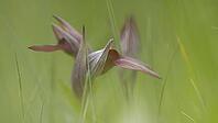Flower detail of a tongue-tendular orchid [IBR125164172]