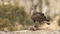 Hawk Eagle [IBR125164175]