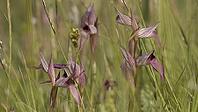 Tongue stendulum in a meadow [IBR125164176]