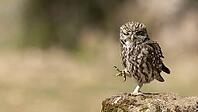 Funny owl [IBR125164177]