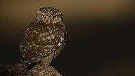 Little owl [IBR125164181]